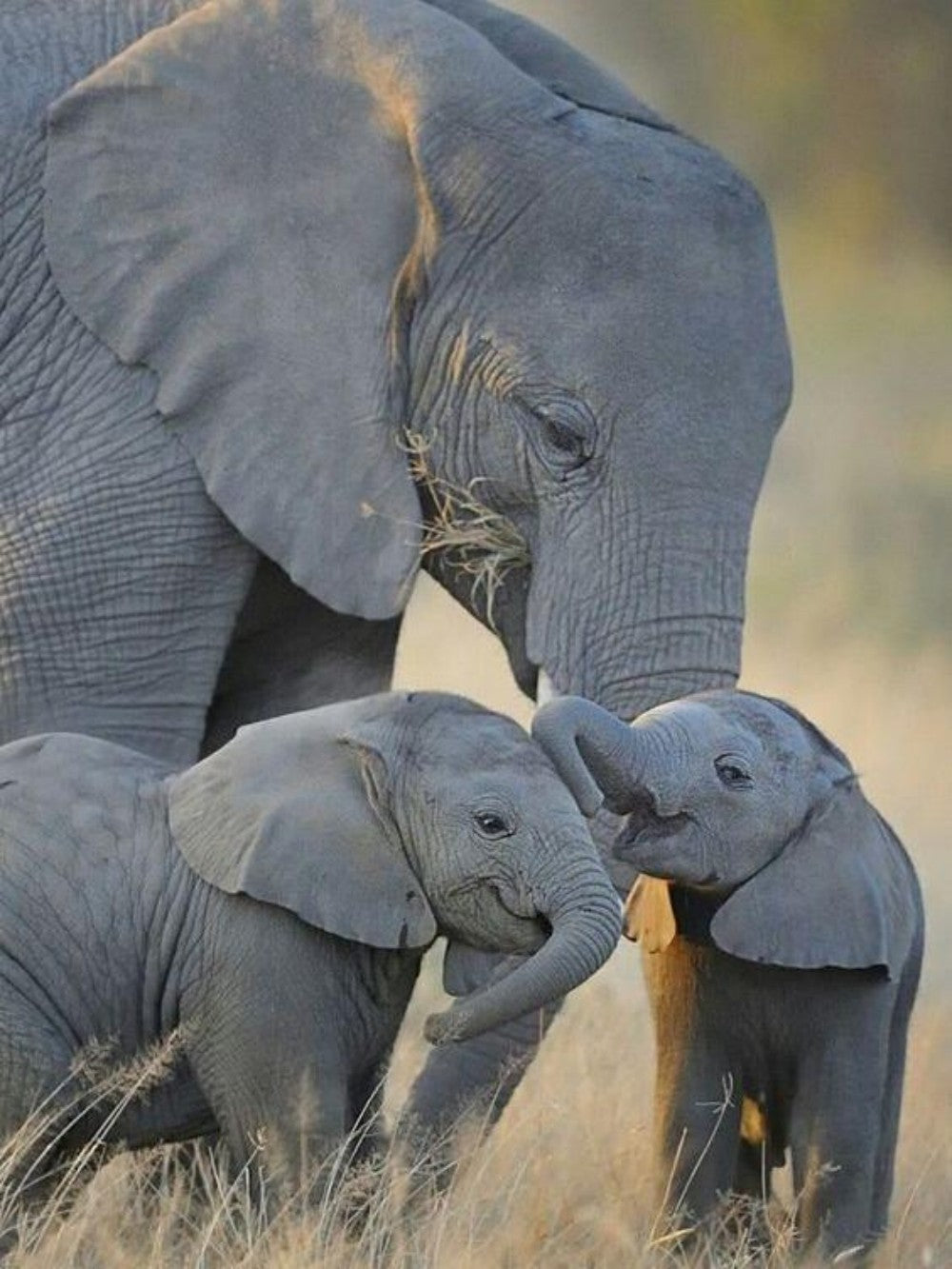 Elephant | Diamond Painting