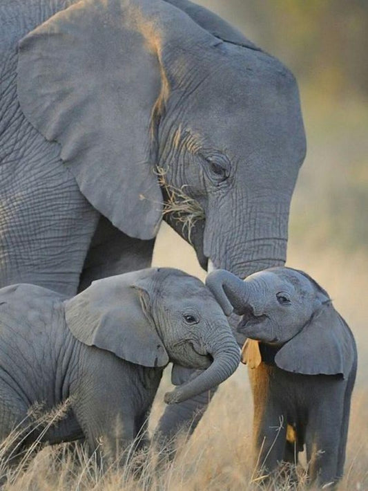 Elephant | Diamond Painting