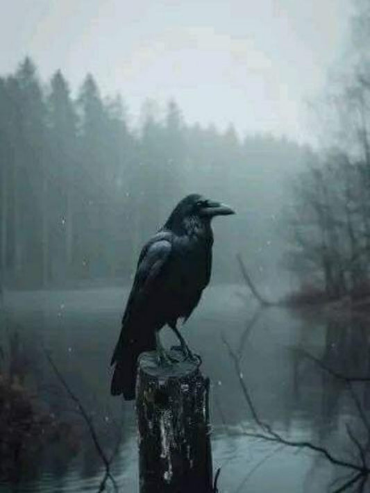 Crow | Diamond Painting