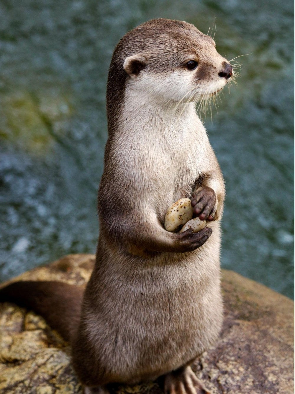 Otter | Diamond Painting