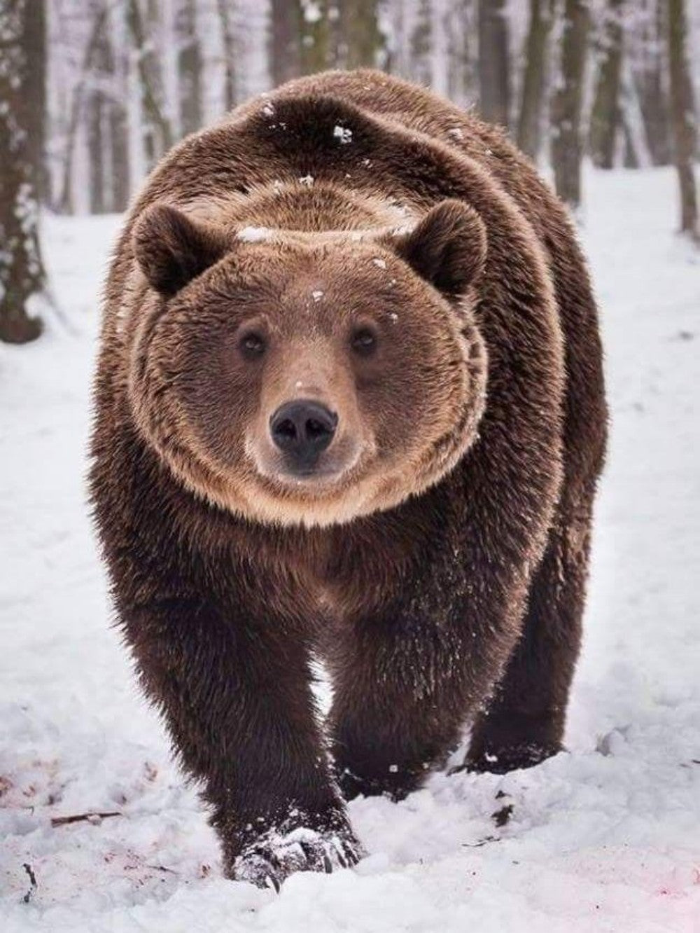 Brown Bear | Diamond Painting