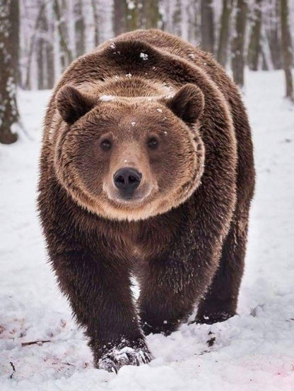 Brown Bear | Diamond Painting