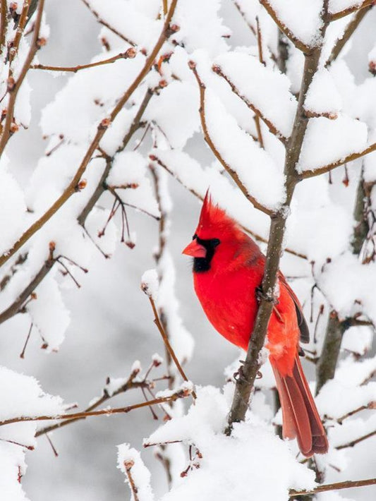 Cardinal | Diamond Painting