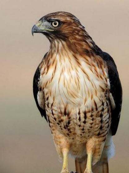 Falcon | Diamond Painting