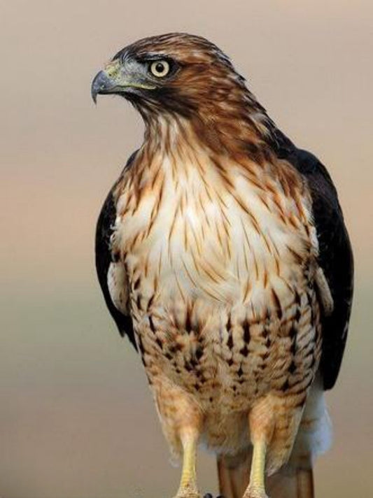 Falcon | Diamond Painting