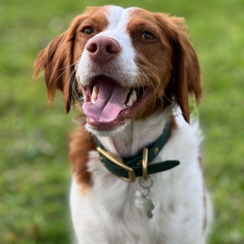 Brittany Spaniel Dog | Diamond Painting