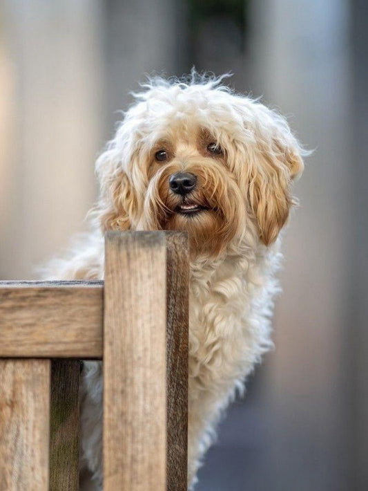 Havanese Dog | Diamond Painting