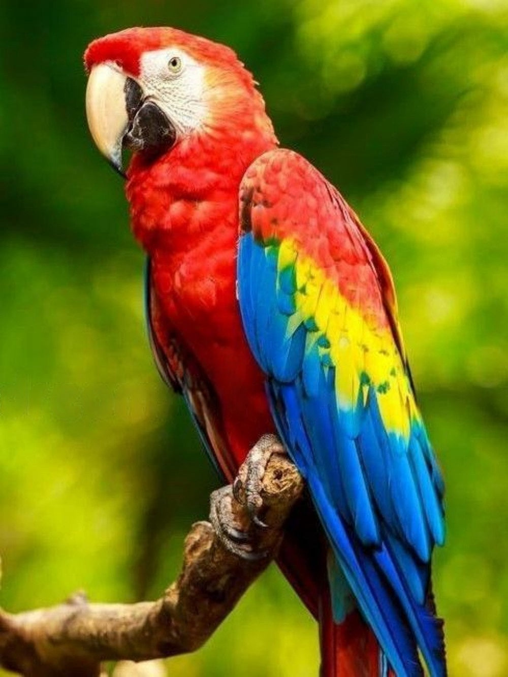 Macaw | Diamond Painting