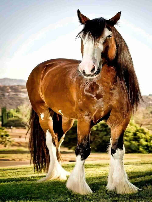 Clydesdale Horse | Diamond Painting