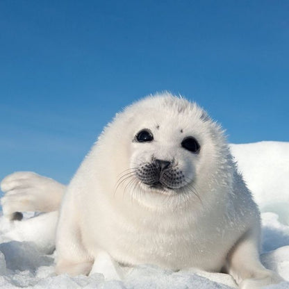 Seal | Diamond Painting