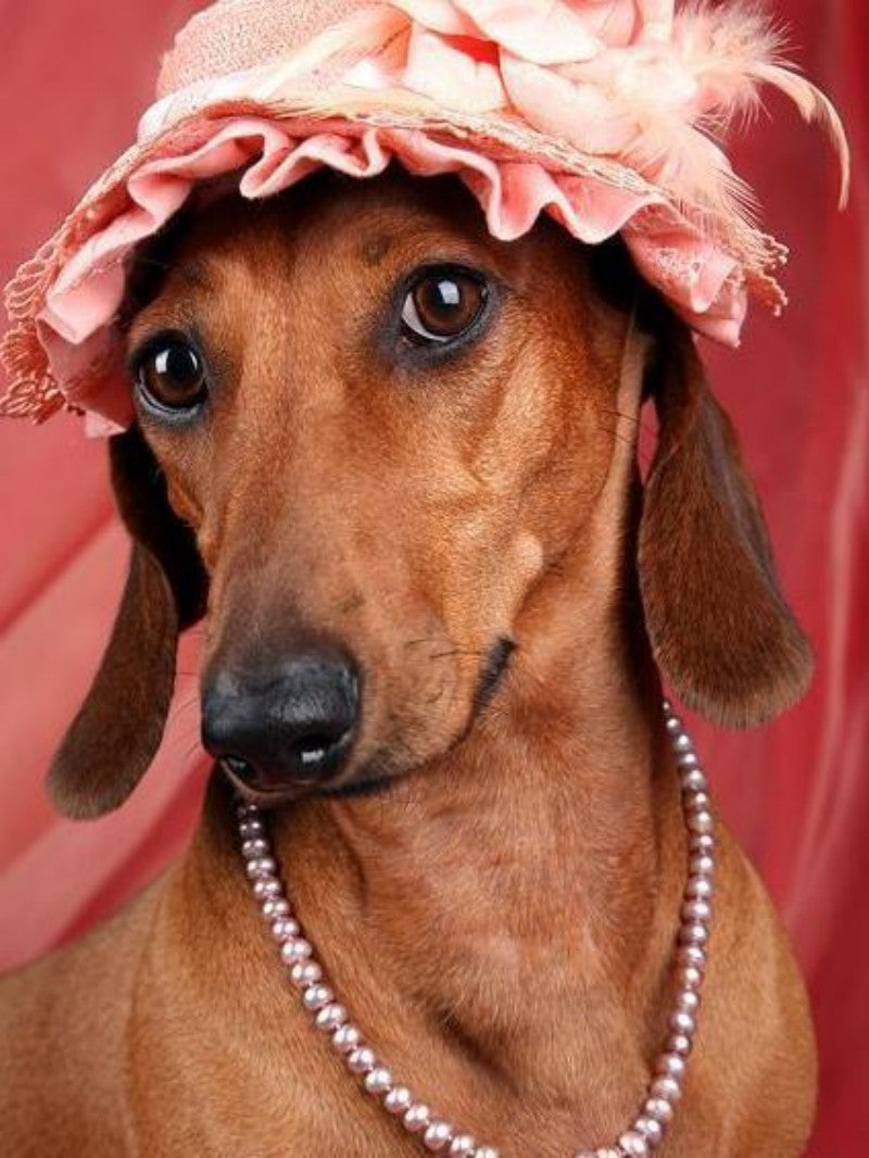 Dachshund Dog | Diamond Painting