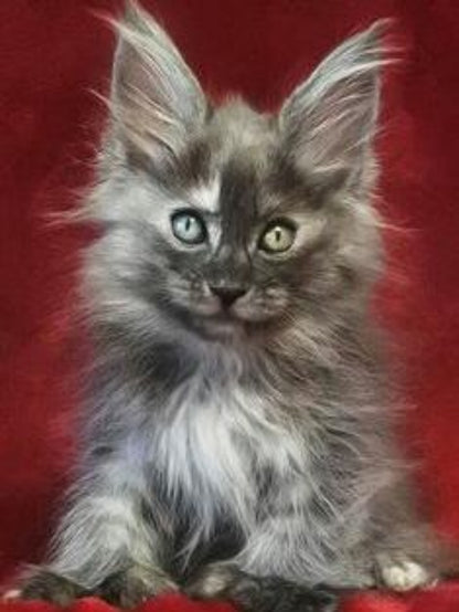 Maine Coon | Diamond Painting