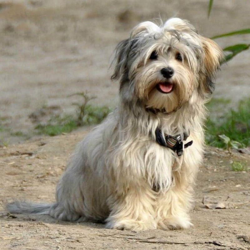 Havanese Dog | Diamond Painting