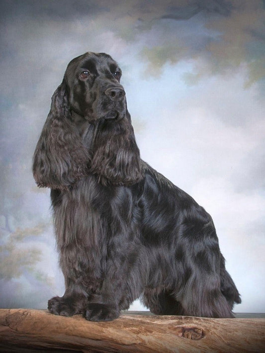 English Springer Spaniel Dog | Diamond Painting