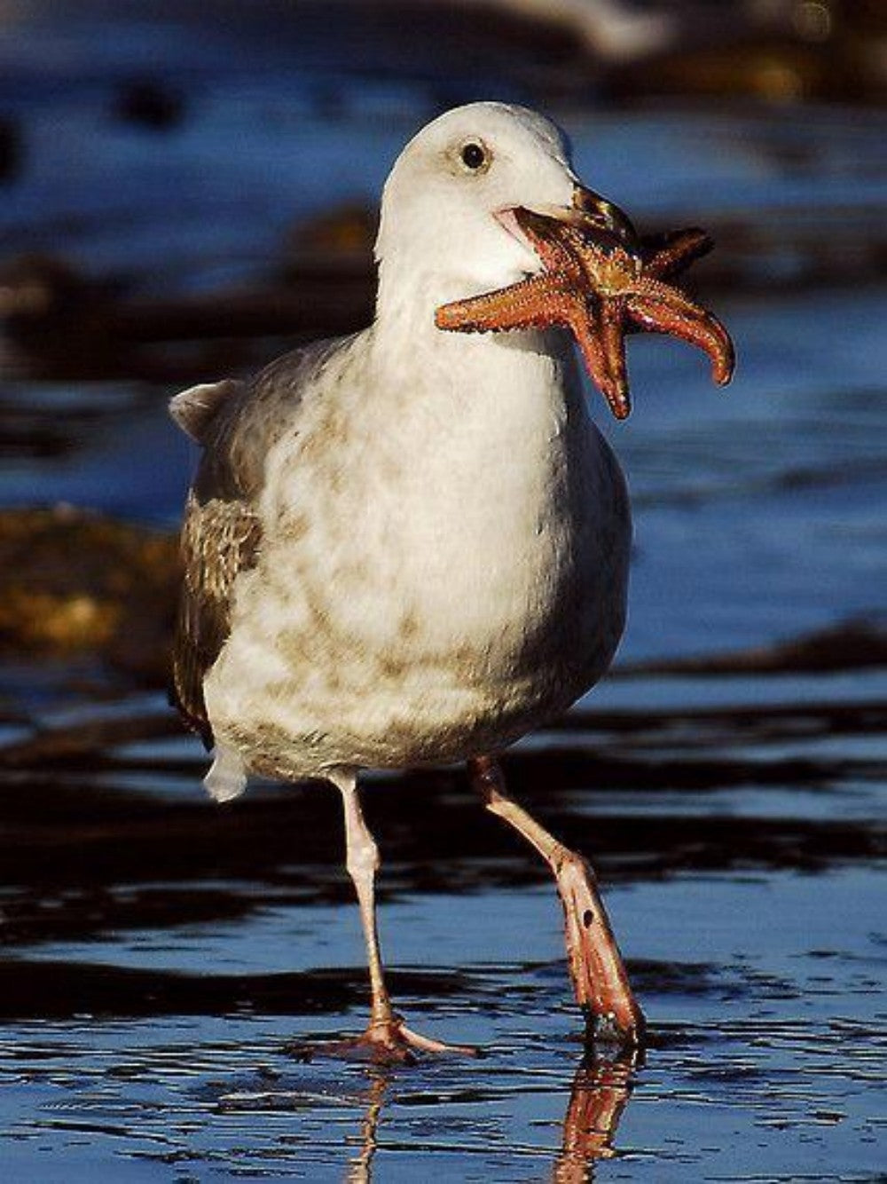 Gull | Diamond Painting