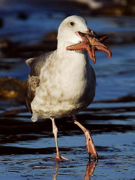 Gull | Diamond Painting