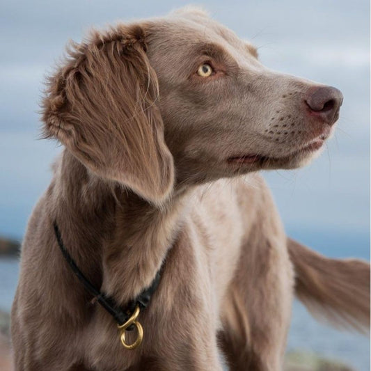 Weimaraner Dog | Diamond Painting