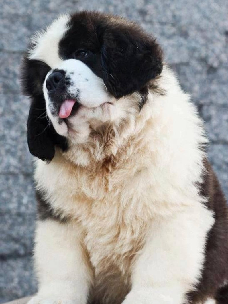 Newfoundland Dog | Diamond Painting