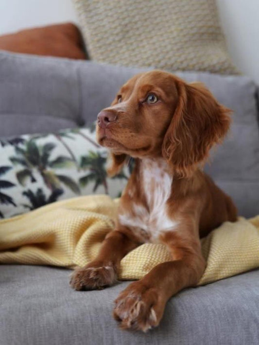 Brittany Spaniel Dog | Diamond Painting