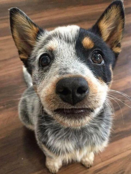 Cattle Dog (Blue Heeler) | Diamond Painting