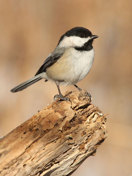 Chickadee | Diamond Painting