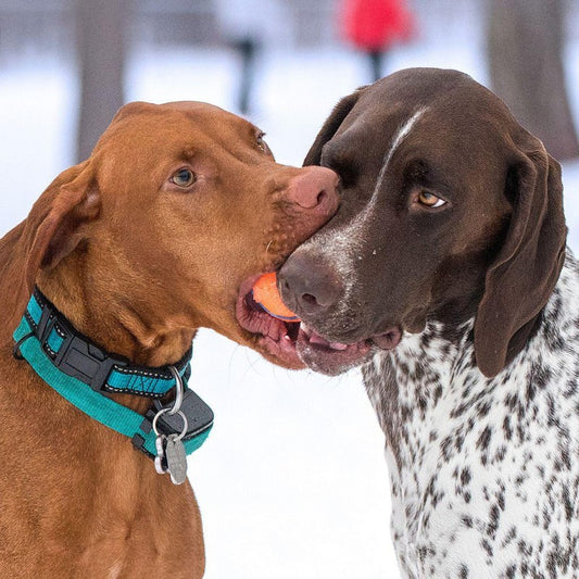 Vizsla Dog | Diamond Painting