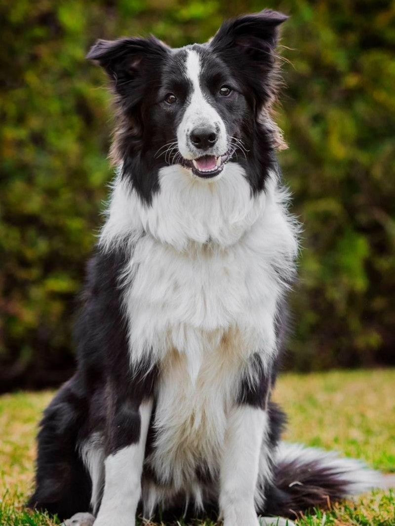 Dog Border Collie | Diamond Painting