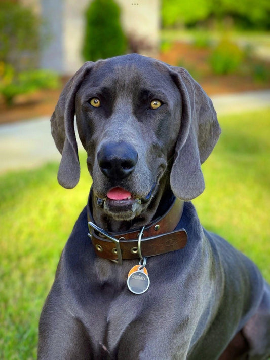 Weimaraner Dog | Diamond Painting