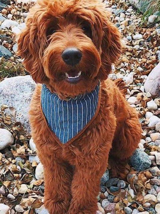 Goldendoodle Dog | Diamond Painting