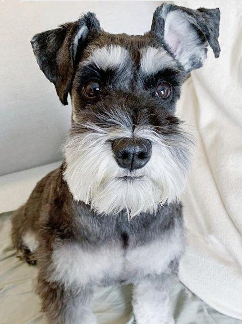 Dog Schnauzer | Diamond Painting