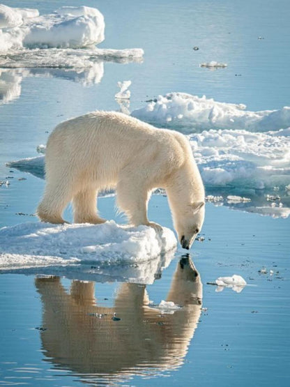 Polar Bear | Diamond Painting