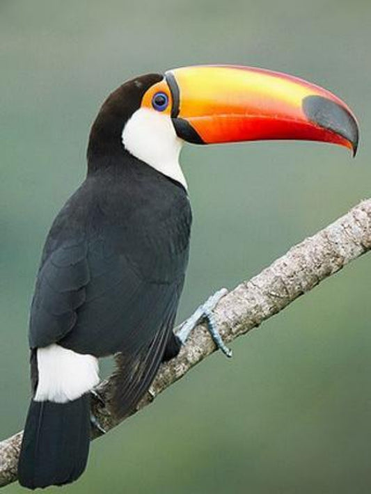 Toucan Bird | Diamond Painting