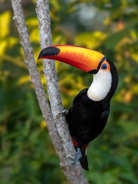 Toucan Bird | Diamond Painting