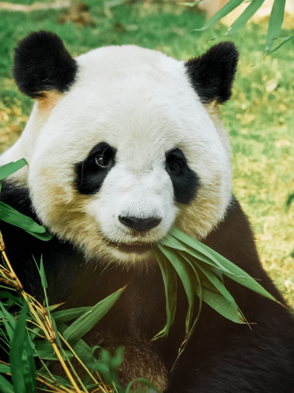 Panda | Diamond Painting