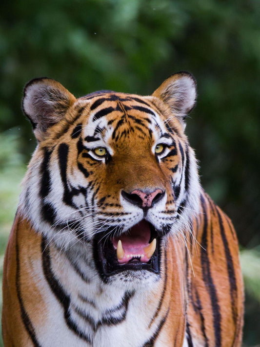 Bengal Tiger | Diamond Painting