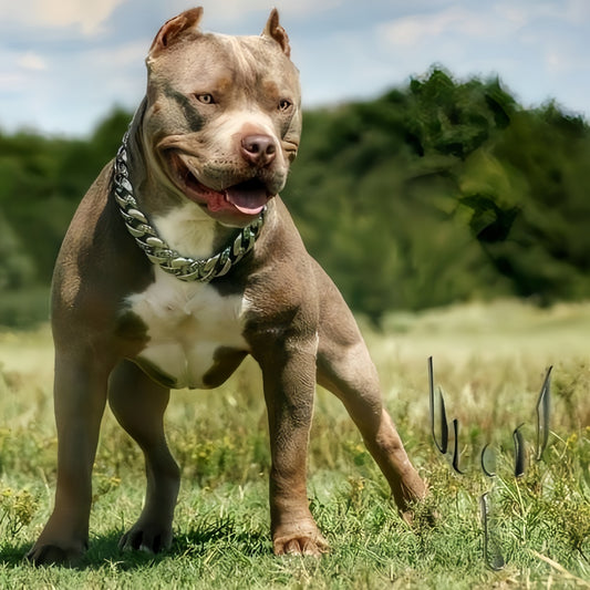 Pit Bull Dog | Diamond Painting