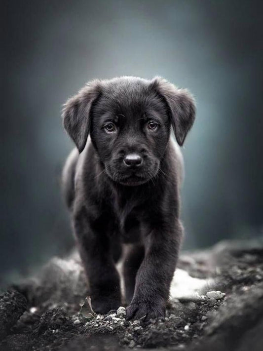 Black Labrador Dog | Diamond Painting