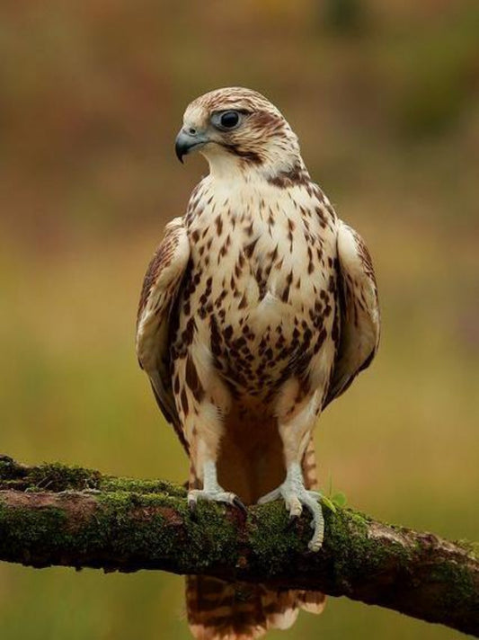 Falcon | Diamond Painting
