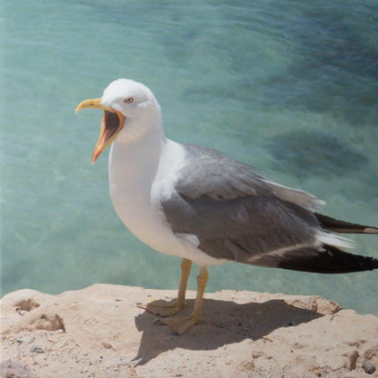 Gull | Diamond Painting