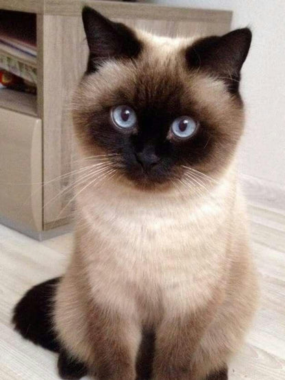 Siamese Cat | Diamond Painting