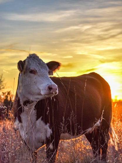 Cow | Diamond Painting