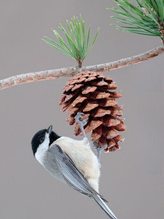 Chickadee | Diamond Painting