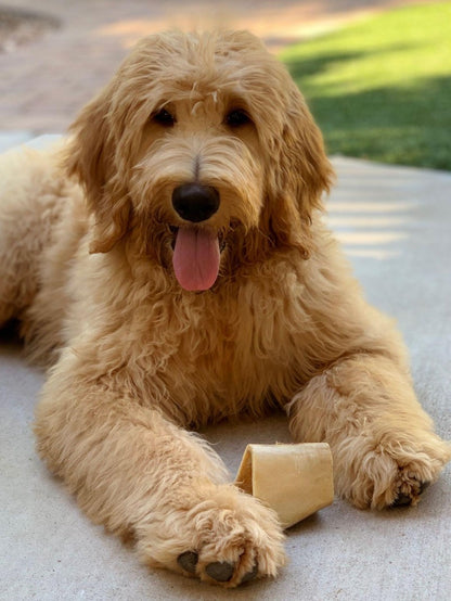 Labradoodle Dog | Diamond Painting