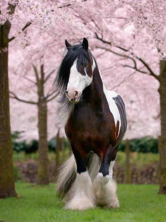 Clydesdale Horse | Diamond Painting