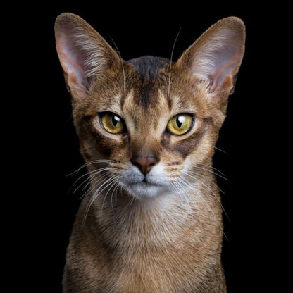 Abyssinian Cat | Diamond Painting