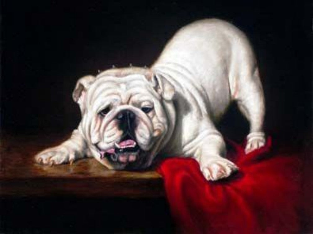 Dog English Bulldog | Diamond Painting