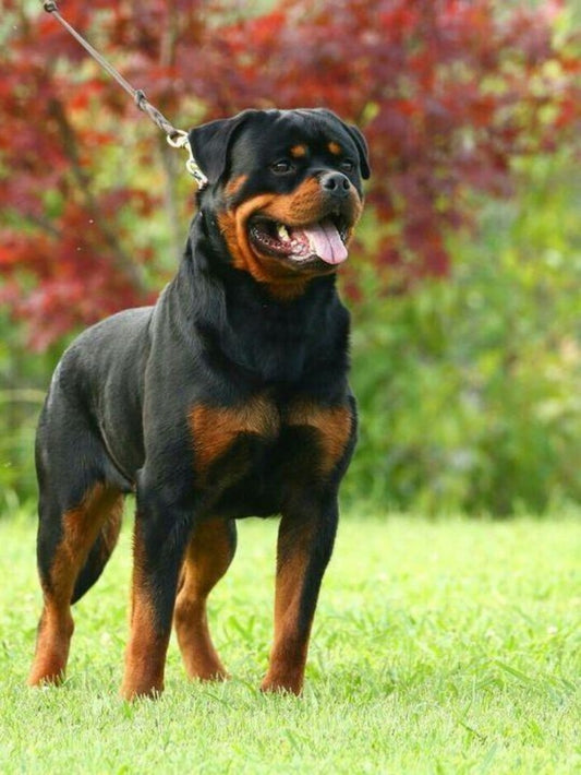 Rottweiler Dog | Diamond Painting