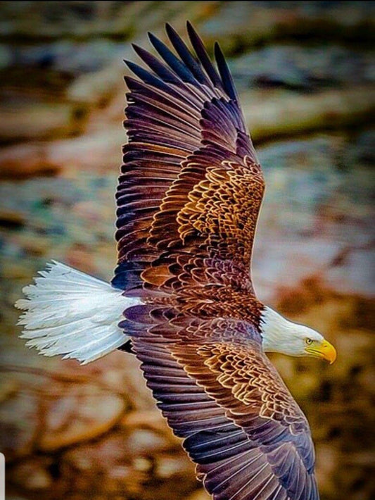 Eagle | Diamond Painting