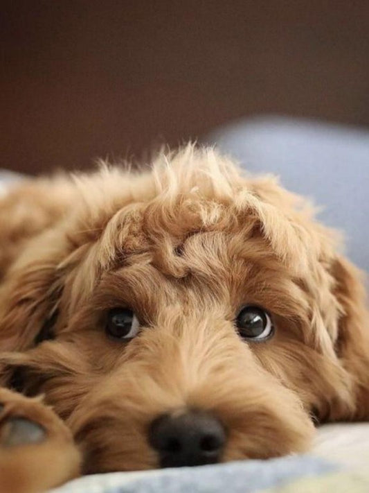 Goldendoodle Dog | Diamond Painting
