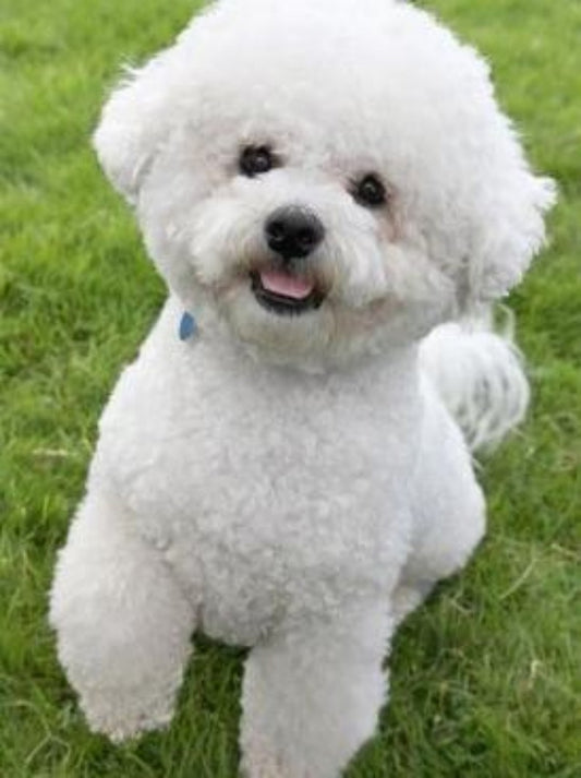 Dog Bichon Frise | Diamond Painting